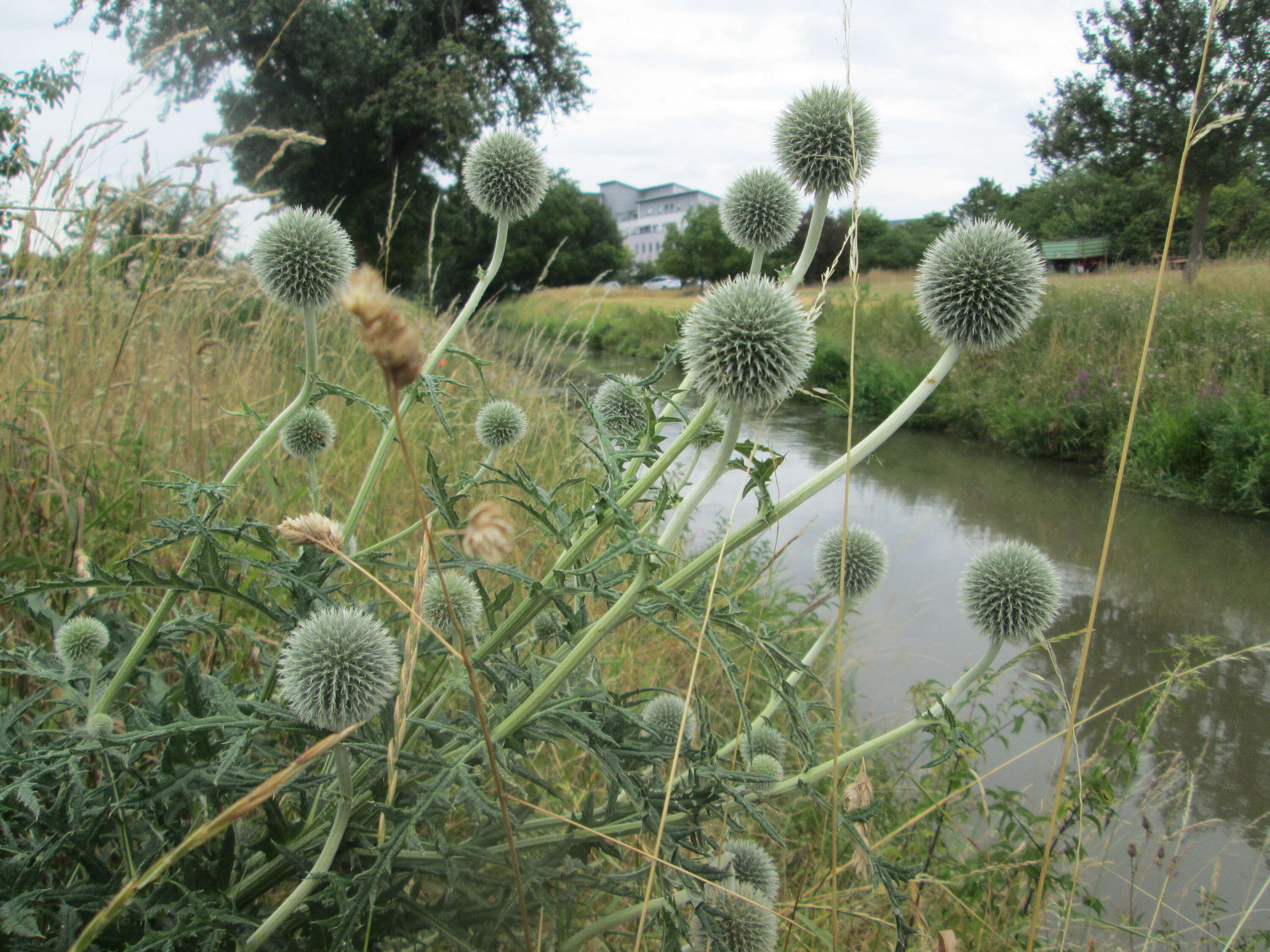 Image of tall globethistle