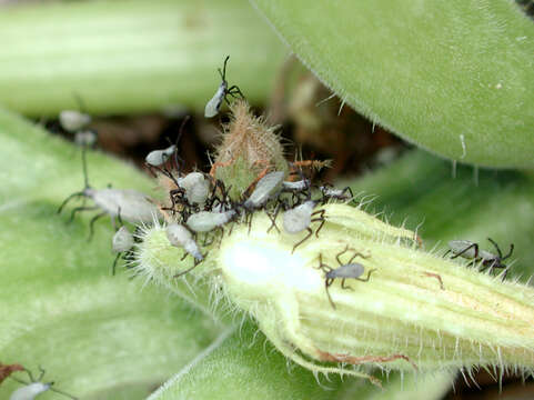 Image of Squash Bug