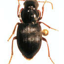 Image of Tuiharpalus