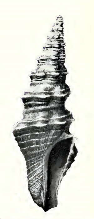 Image of Compsodrillia alcestis (Dall 1919)