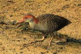 Image of Slaty-breasted Banded Rail