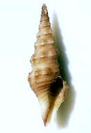 Image of Compsodrillia alcestis (Dall 1919)