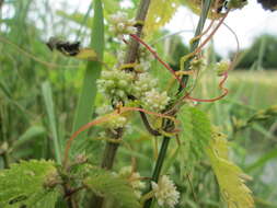 Image of greater dodder