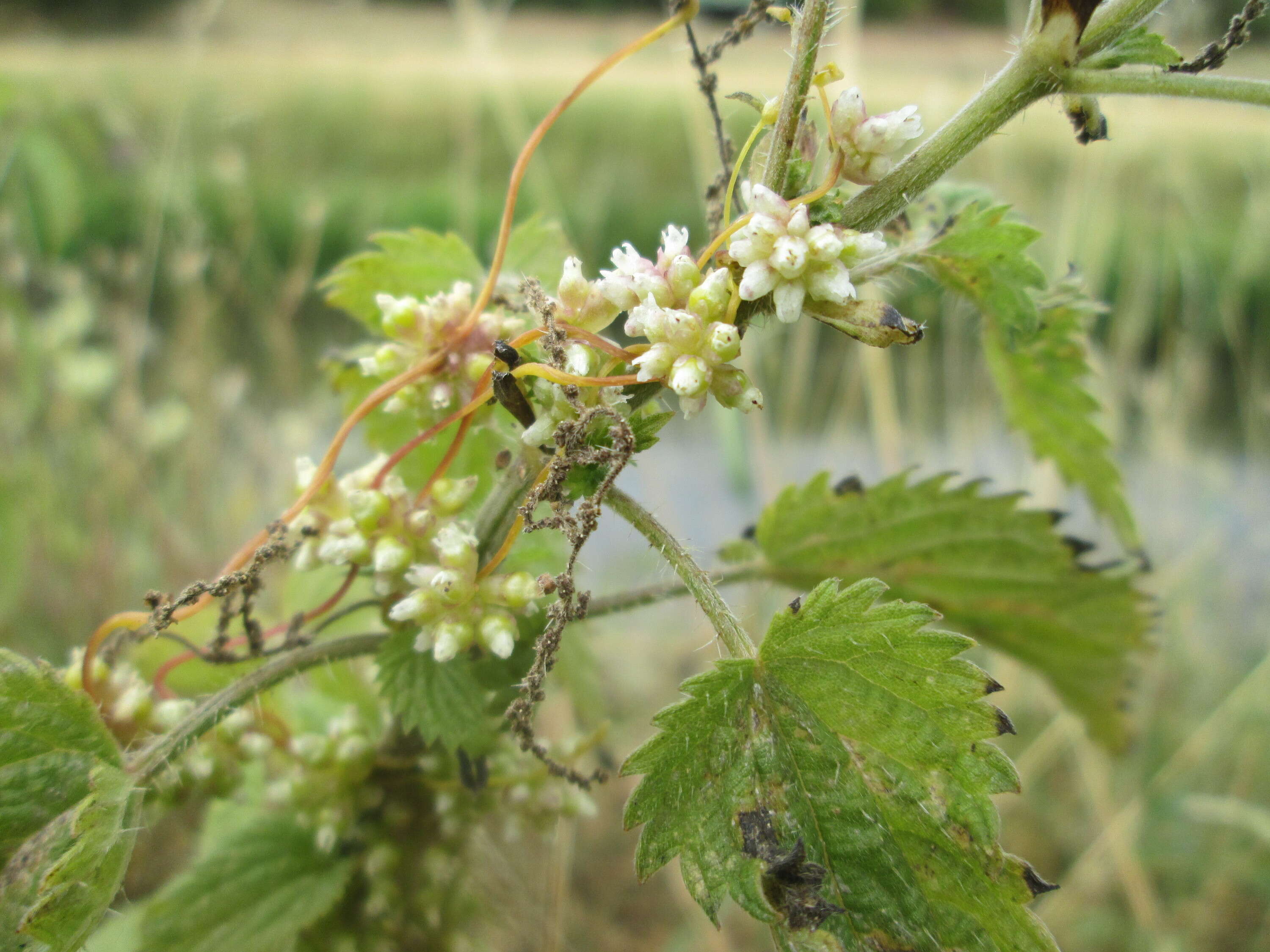 Image of greater dodder