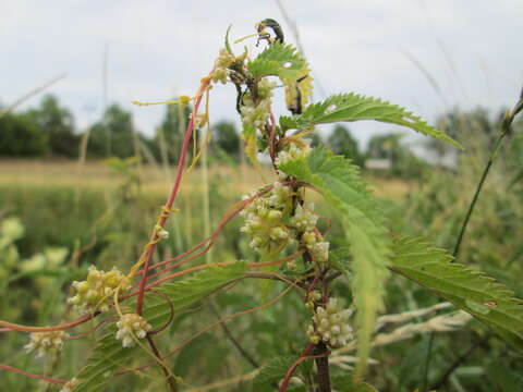 Image of greater dodder