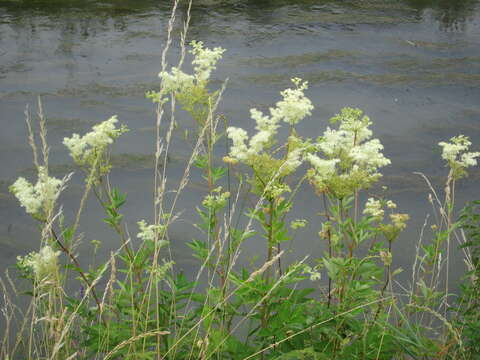 Plancia ëd Filipendula ulmaria (L.) Maxim.