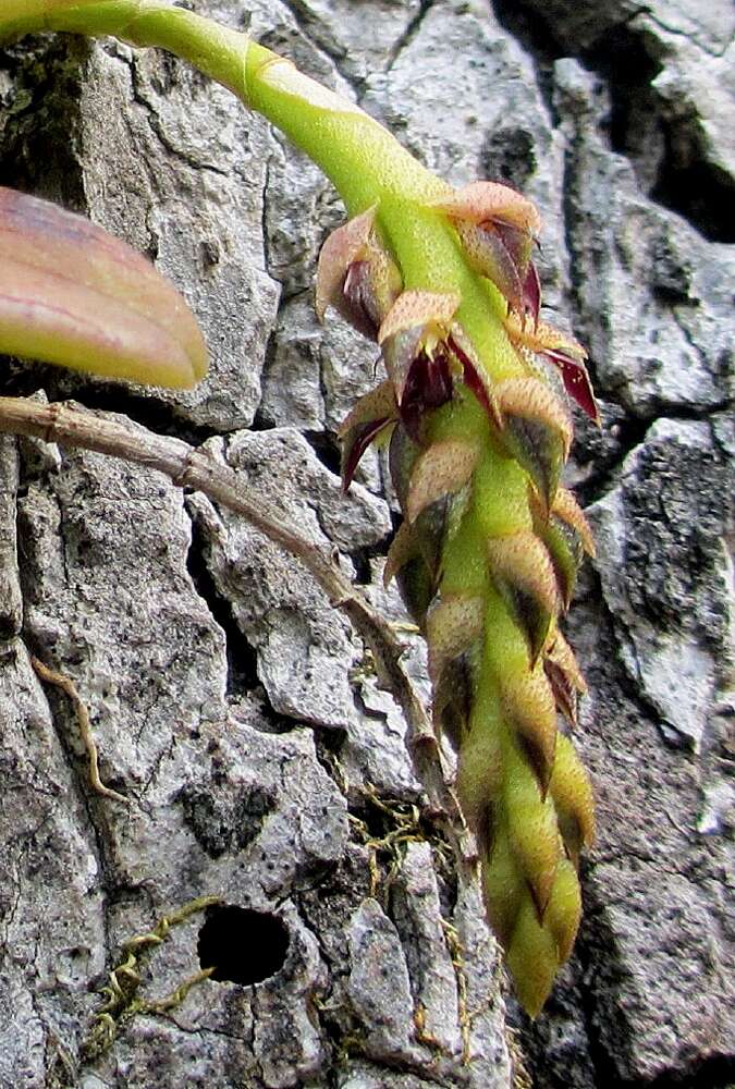 Image of Bulbophyllum elliotii Rolfe