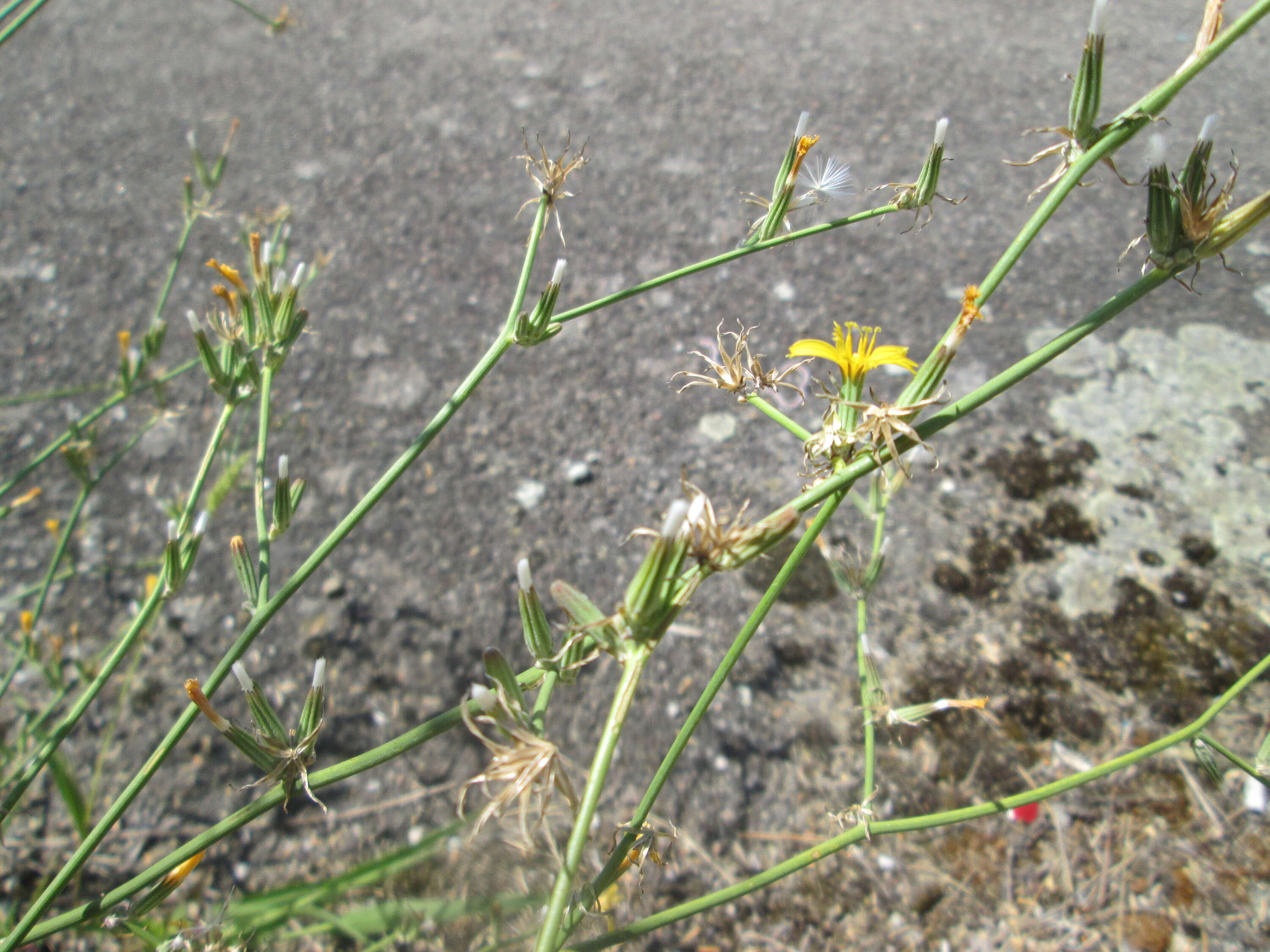 Image of chondrilla