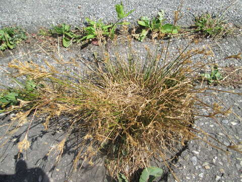 Juncus tenuis Willd. resmi