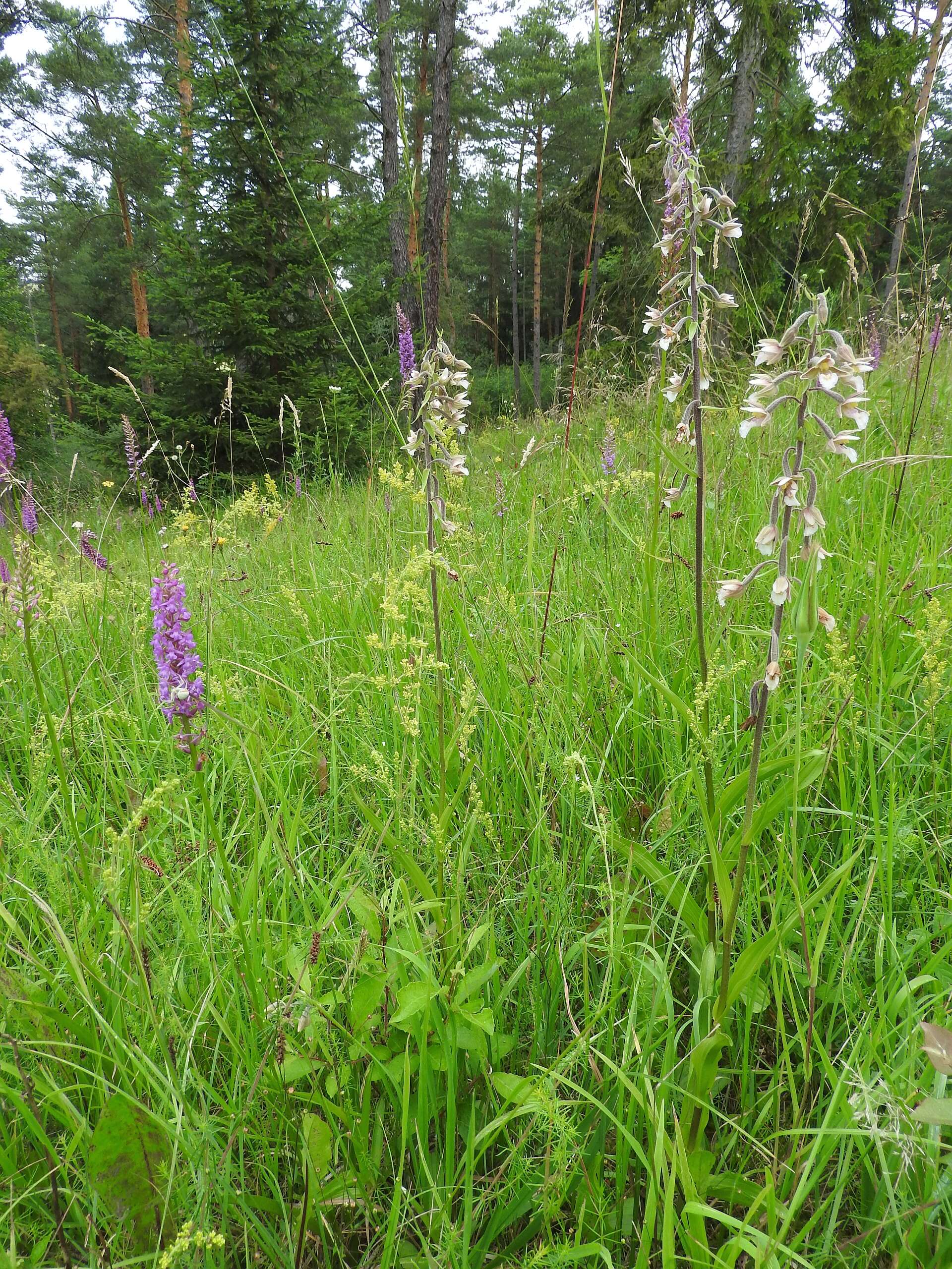 Imagem de Epipactis palustris (L.) Crantz