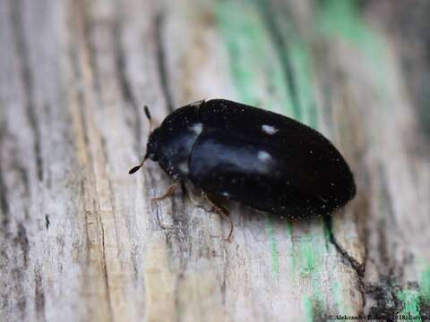 Image of Fur beetle