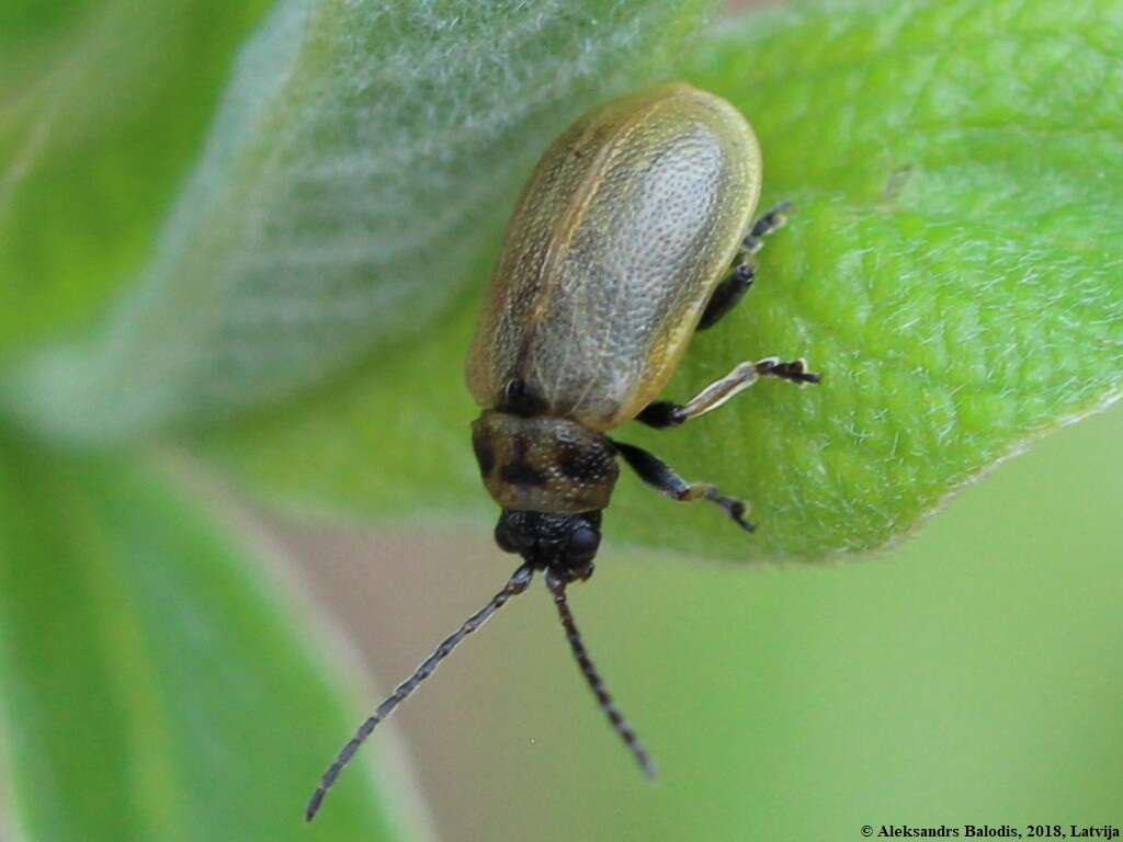 Lochmaea caprea resmi