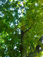 Image of jackfruit