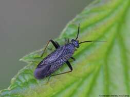 Image of Plant bug