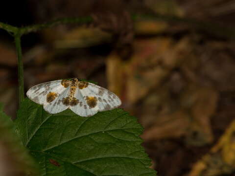 Image of clouded magpie