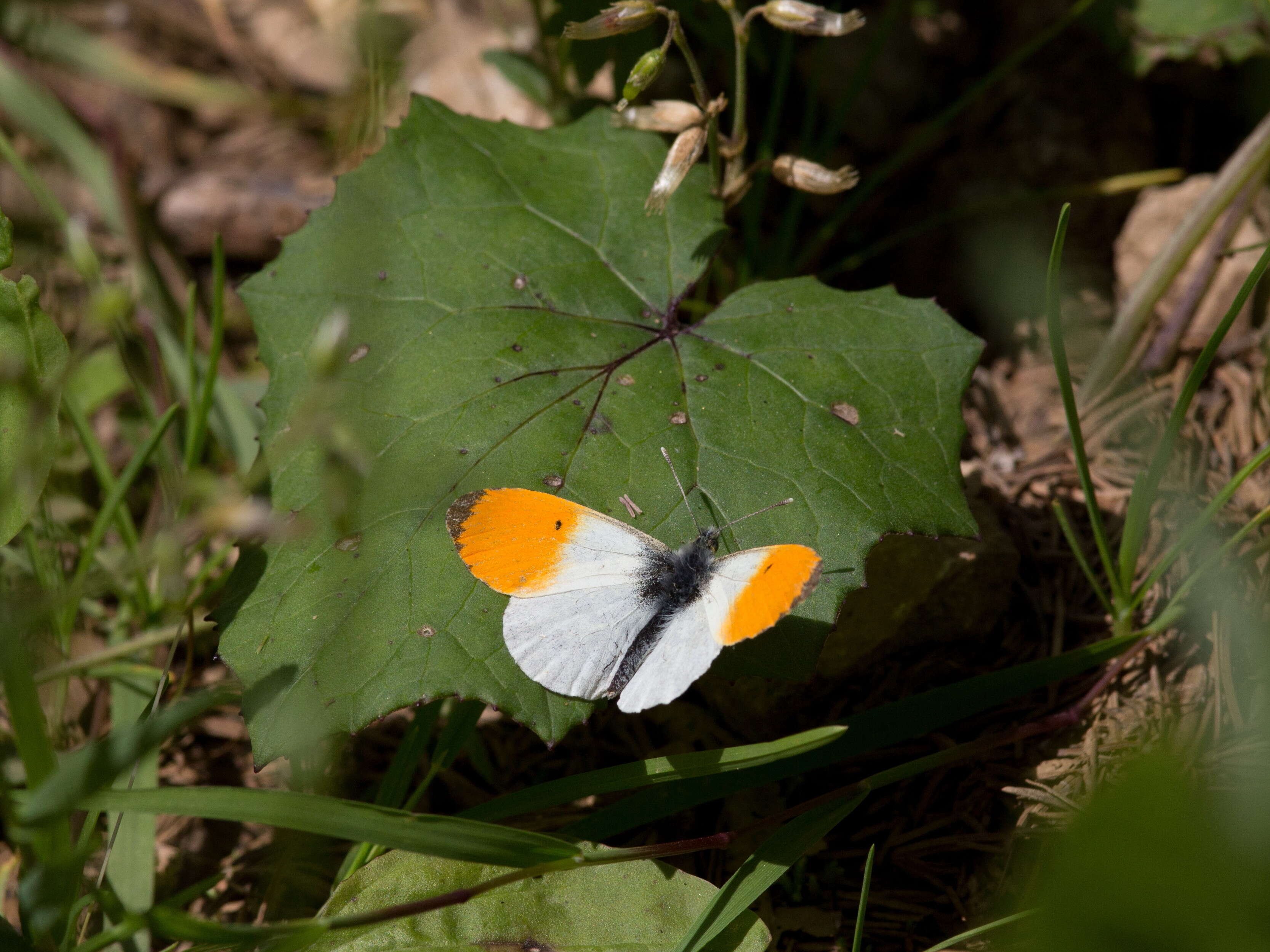 Image of orange tip