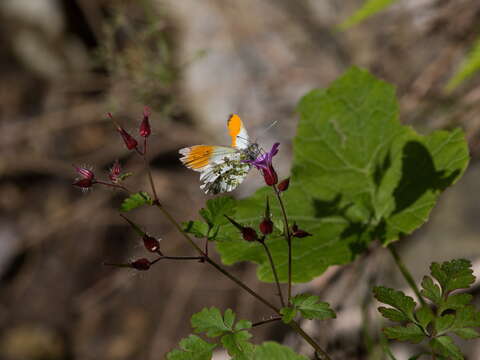 Image of orange tip