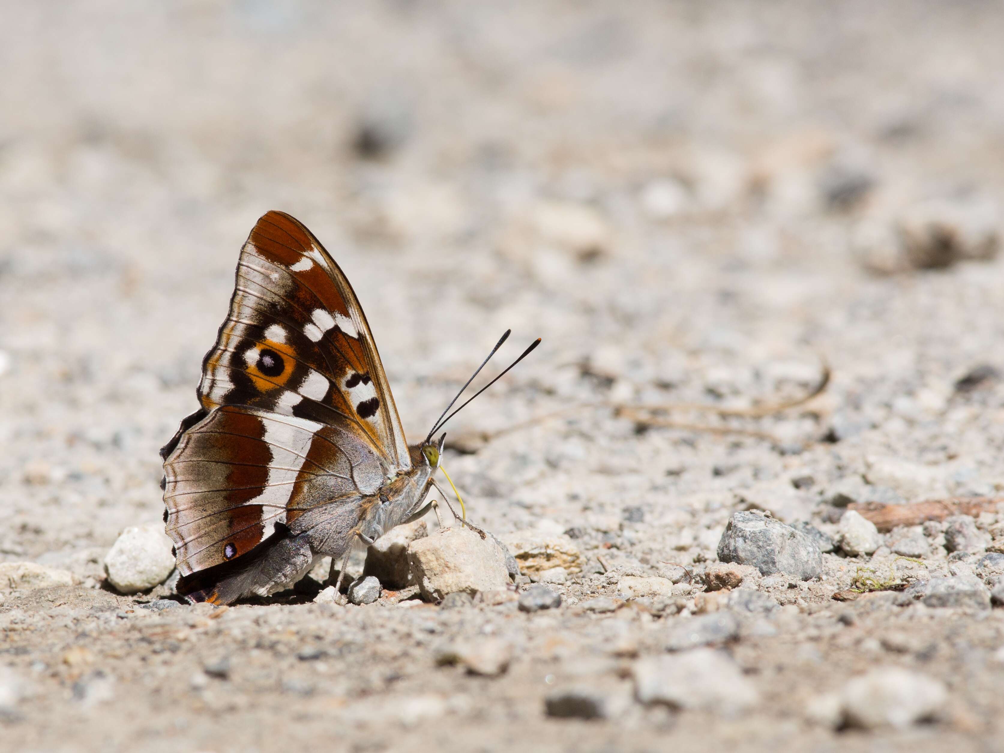 Image of purple emperor