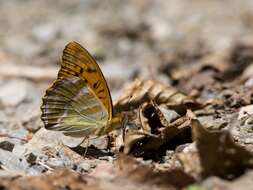 Imagem de Argynnis paphia Linnaeus 1758