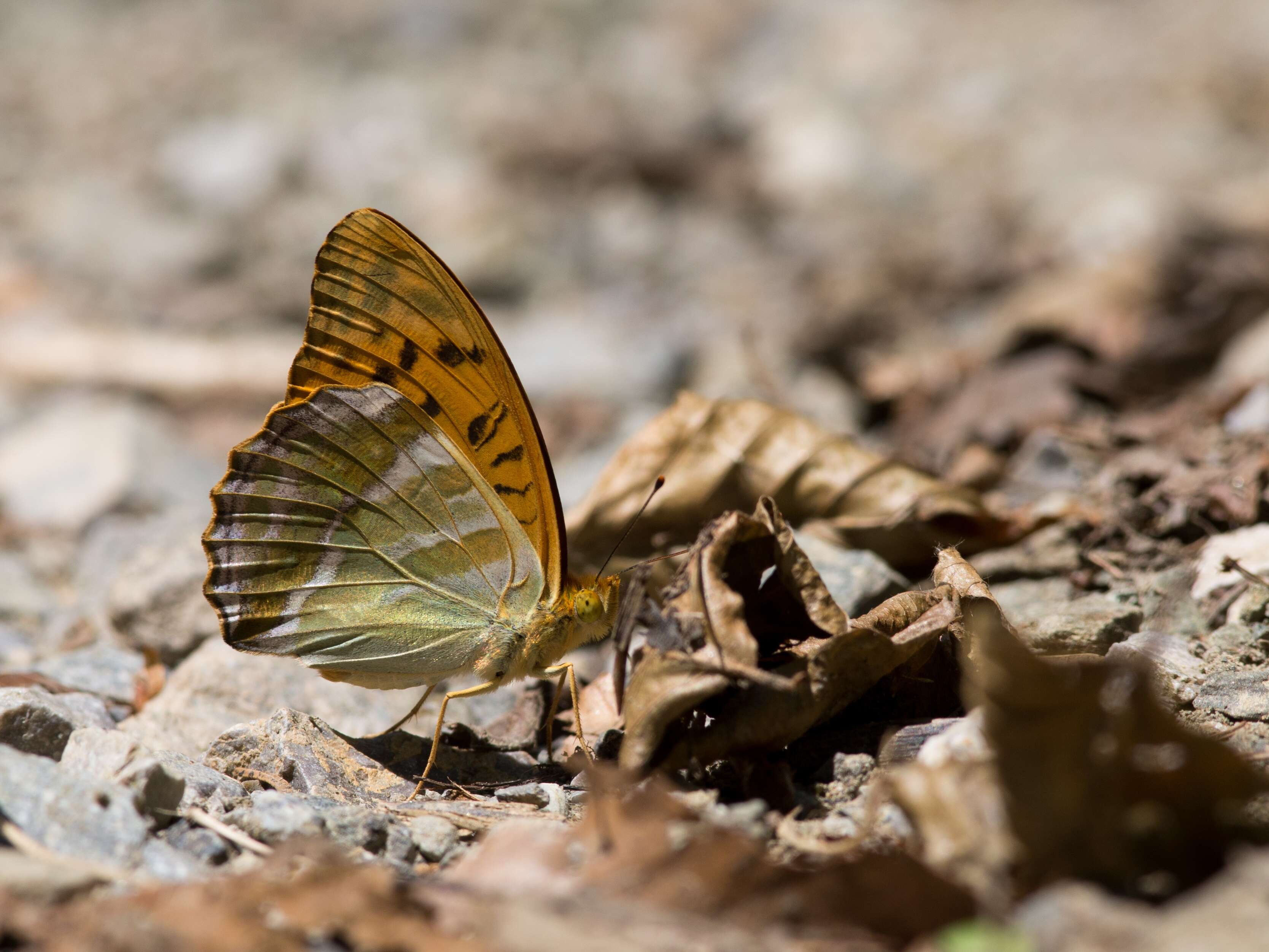 Imagem de Argynnis paphia Linnaeus 1758