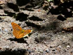 Image of silver-washed fritillary