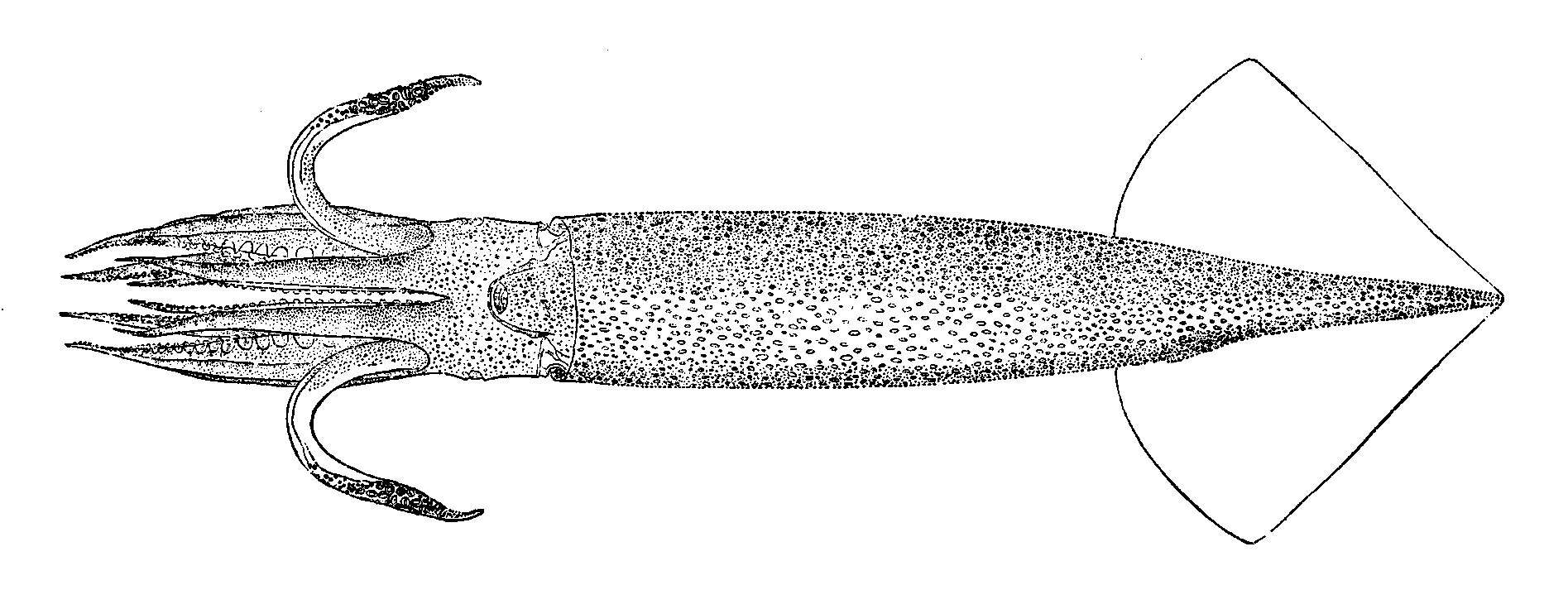 Image of northern shortfin squid
