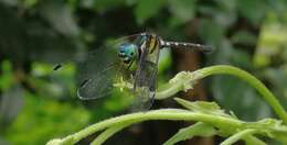 Tetrathemis platyptera Selys 1878 resmi