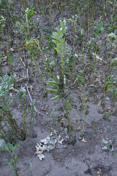 Image of Broad Bean