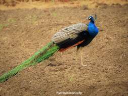 Image of Asiatic peafowl