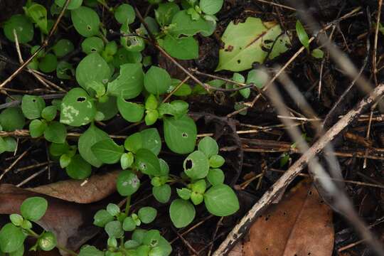 Image of Desmodium gangeticum (L.) DC.