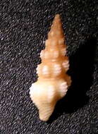 Image of Compsodrillia haliostrephis (Dall 1889)