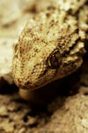 Image of Moorish Gecko