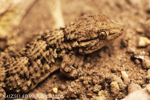 Image of Common Wall Gecko