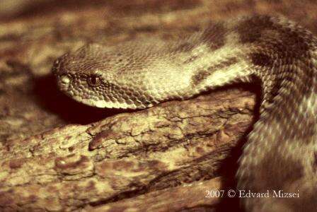 Image of Levant Viper