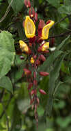 Image of Clock vine