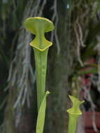 Image of Green Pitcherplant