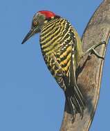 Image of Hispaniolan Woodpecker