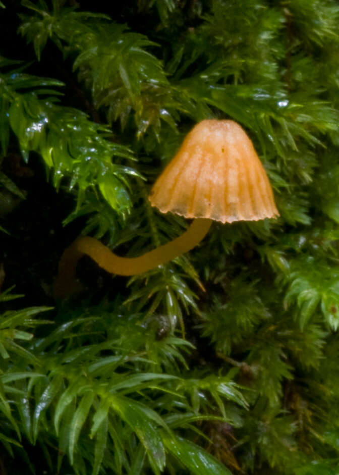 Image of Galerina hypnorum (Schrank) Kühner 1935