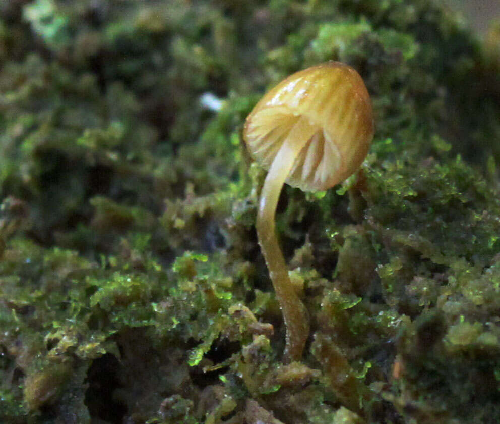 Image of Galerina hypnorum (Schrank) Kühner 1935