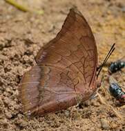 Image of Charaxes bernardus Fabricius 1793