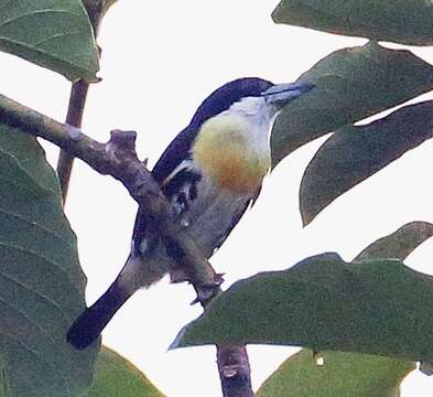 Imagem de Capito maculicoronatus Lawrence 1861