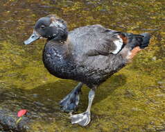 Image of Paradise Shelduck