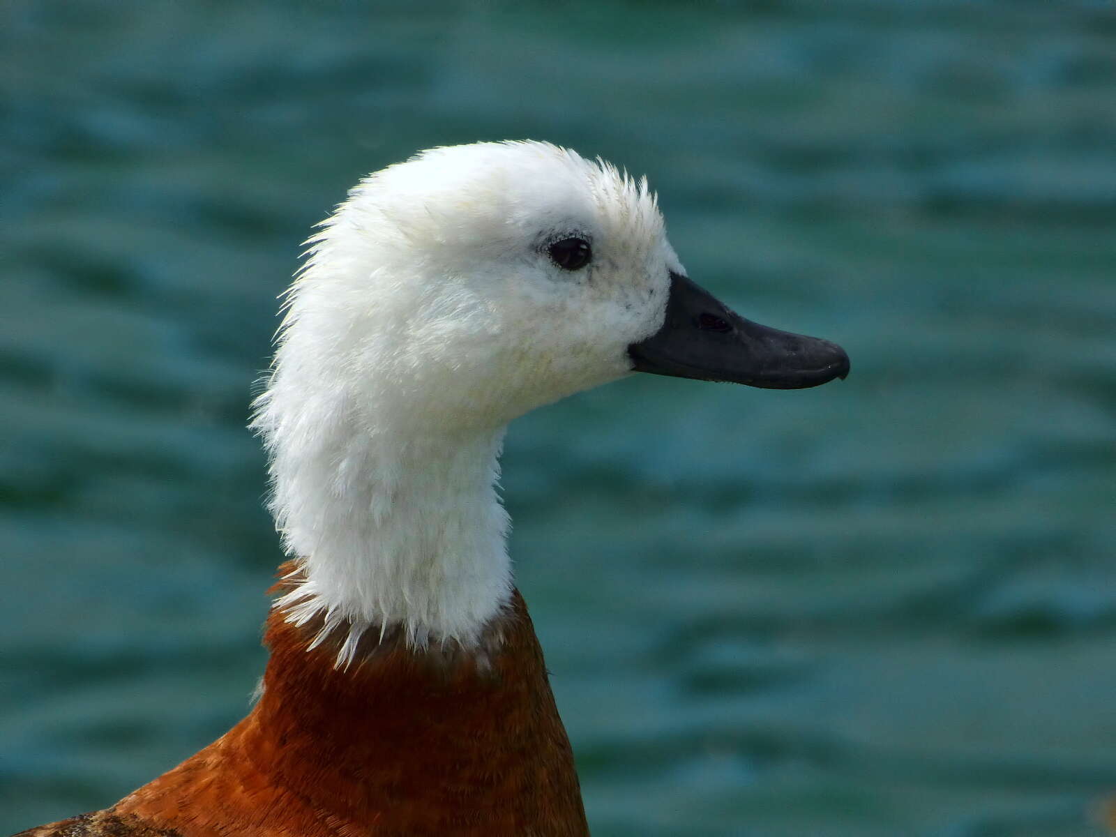 Image of Paradise Shelduck