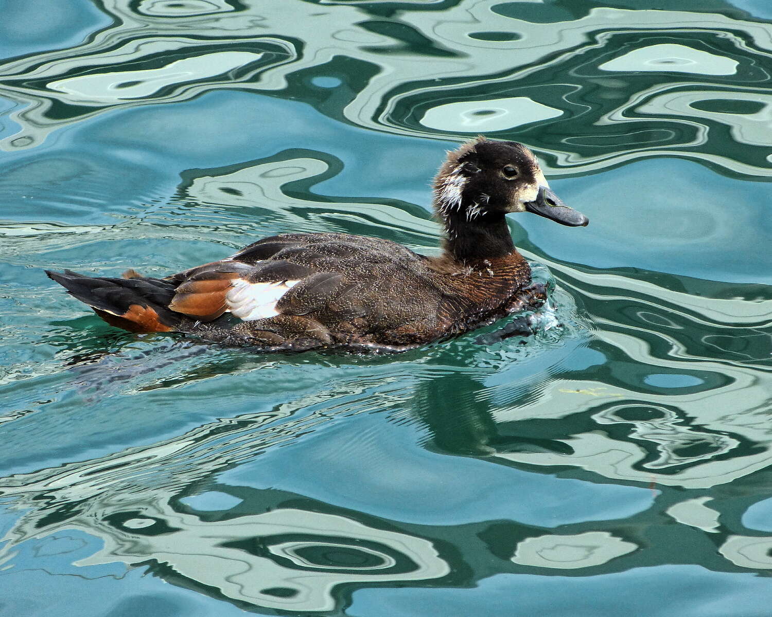 Image of Paradise Shelduck