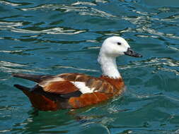 Image of Paradise Shelduck