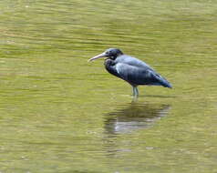 Image de Aigrette sacrée