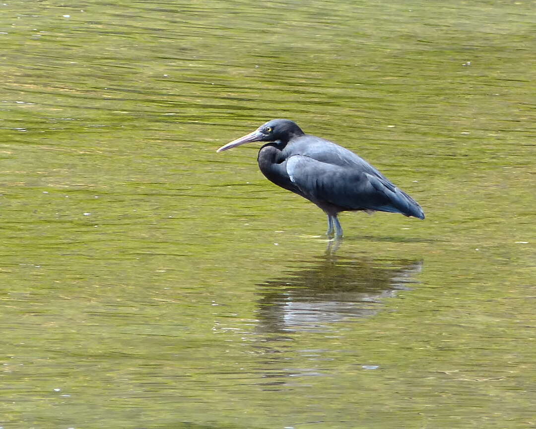 Image de Aigrette sacrée