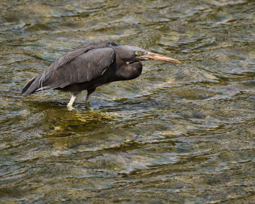 Image of Eastern Reef Egret