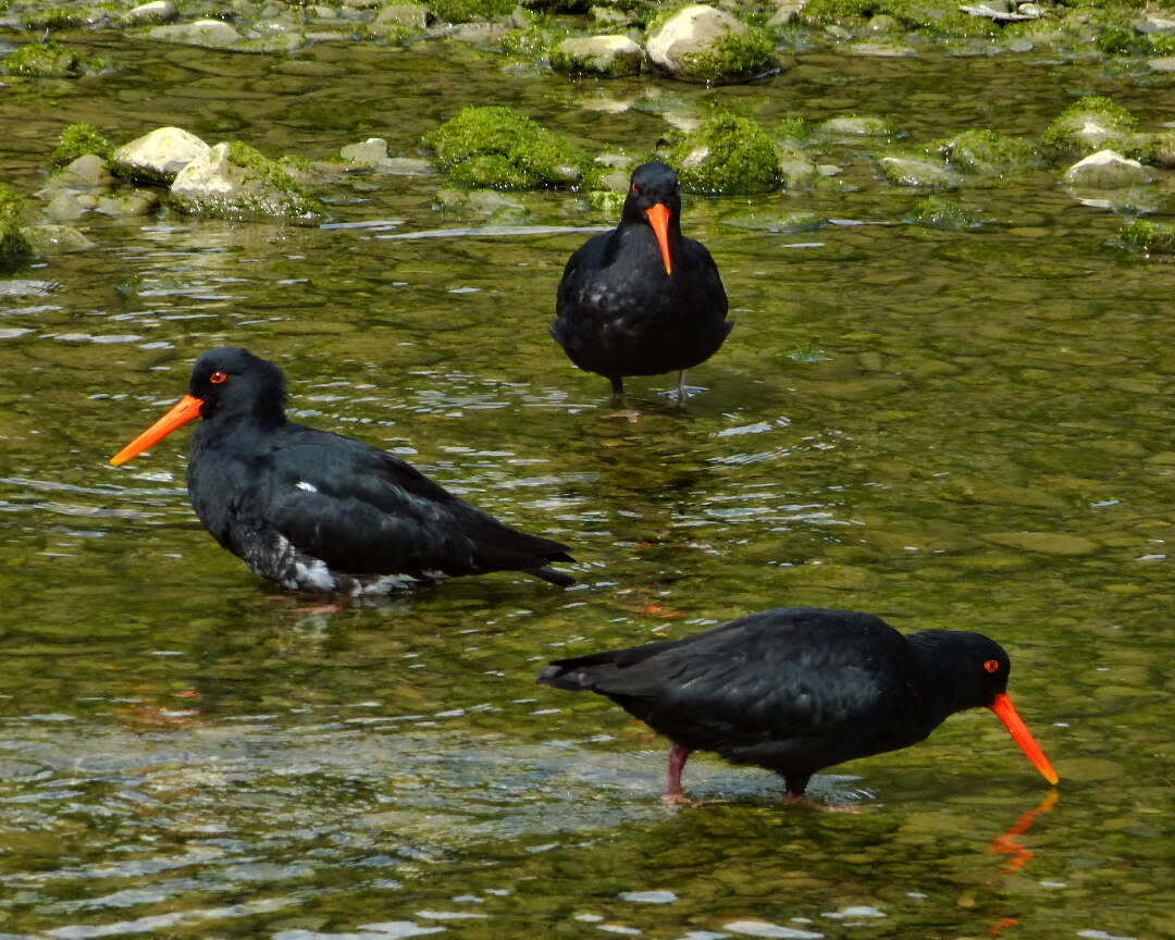 Image de Huîtrier variable