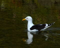 Image of Kelp Gull